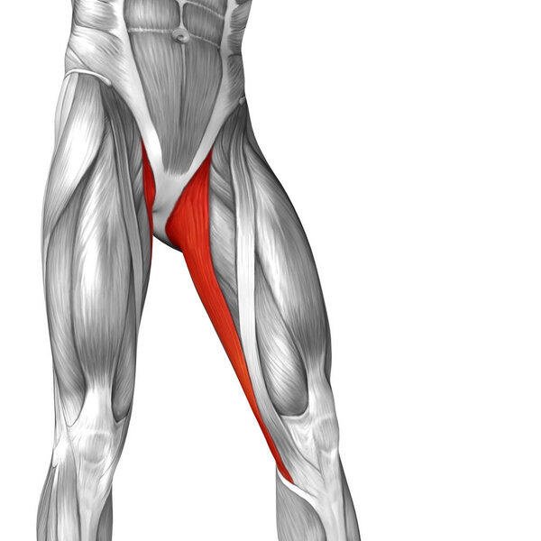 анатомия верхних ног человека
 