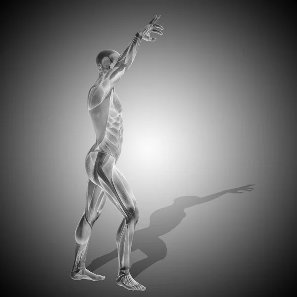 Corpo anatomico con muscolo — Foto Stock