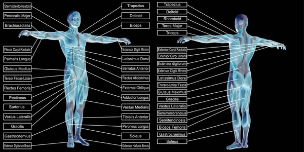 人体解剖学样机 — 图库照片