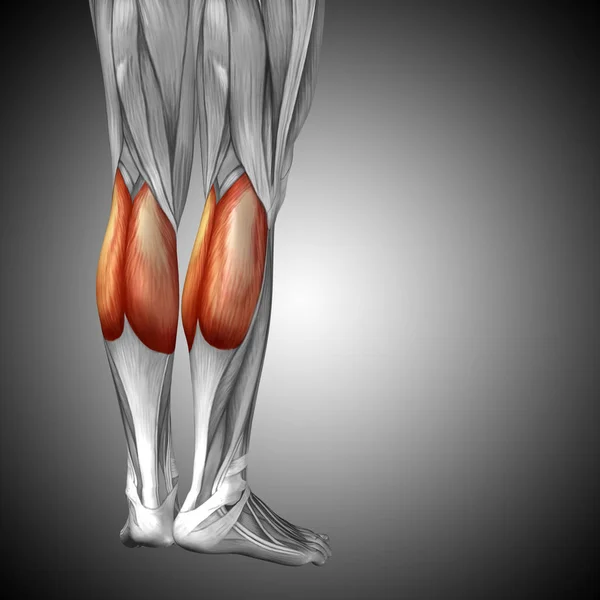 human lower legs anatomy