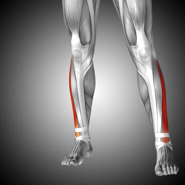 human lower legs anatomy