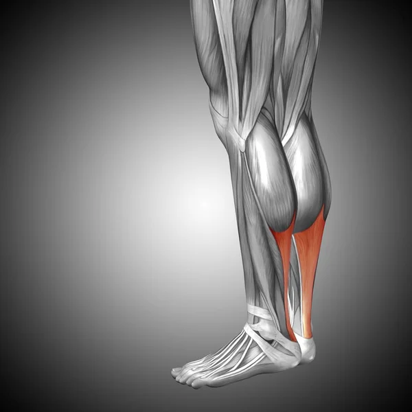 Anatomie člověka nižší nohy — Stock fotografie