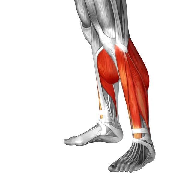 human lower legs anatomy