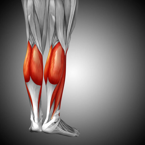 анатомия нижних ног человека
