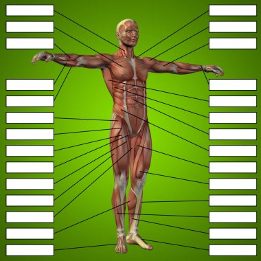 insan anatomisi mockup