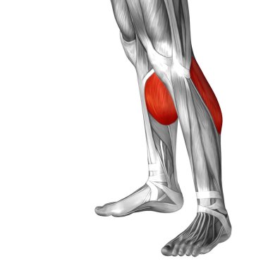 insan alt bacaklar anatomisi