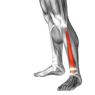insan alt bacaklar anatomisi