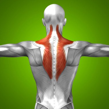 insan arka anatomisi