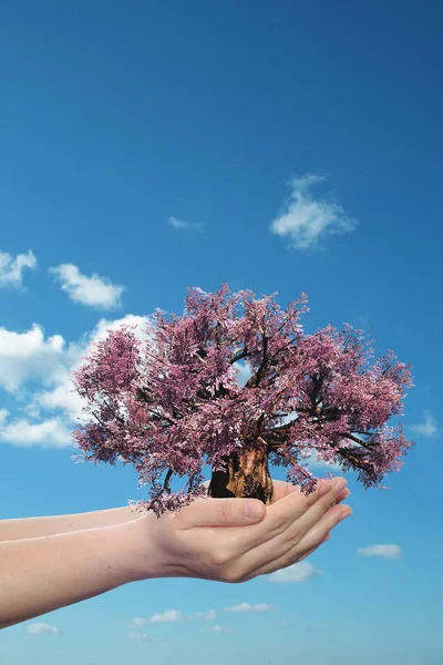 Manos sosteniendo el árbol rosa — Foto de Stock