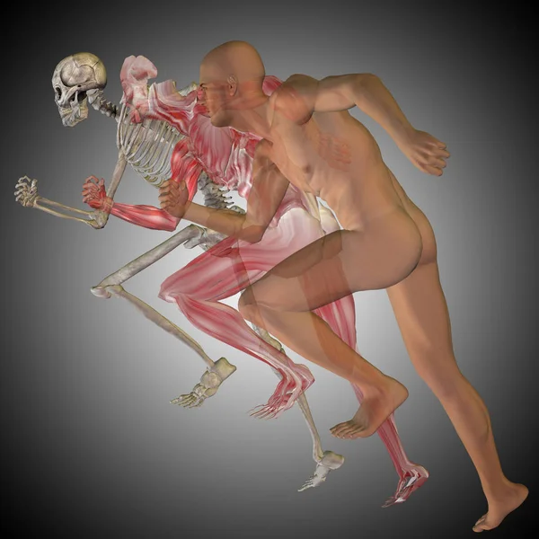 Human skeleton anatomy — Stock Photo, Image