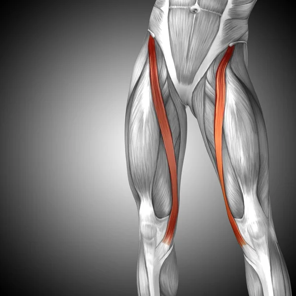 human upper legs anatomy