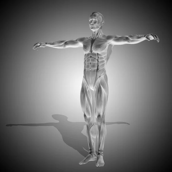Anatomia ciało z mięśni — Zdjęcie stockowe