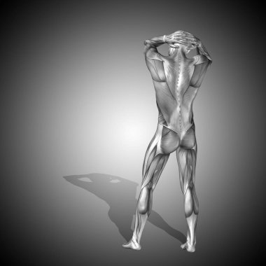 insan anatomisi vücut kasları ile