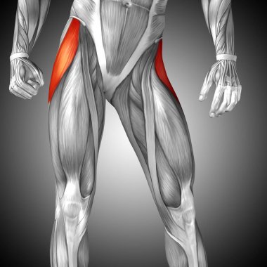  illüstrasyon insan üst bacak anatomisi