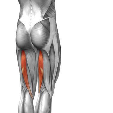  illüstrasyon insan üst bacak anatomisi