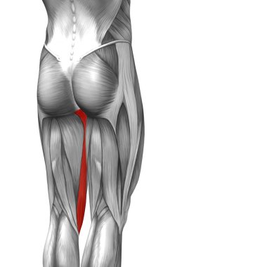  illüstrasyon insan üst bacak anatomisi