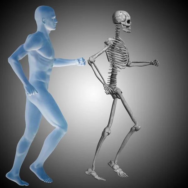 Człowieka z kości anatomii — Zdjęcie stockowe