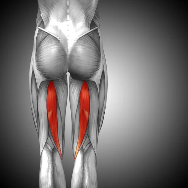 Ilustración anatomía de la parte superior de la pierna humana —  Fotos de Stock