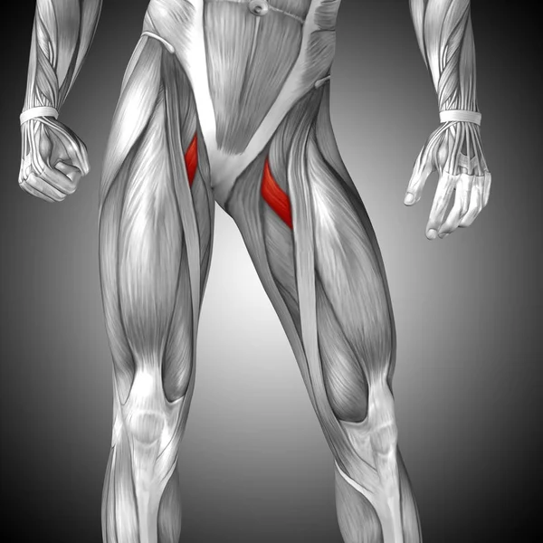 Illustration mänskliga övre benet anatomi — Stockfoto