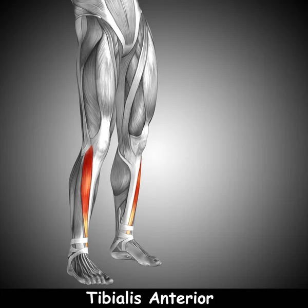 Ilustración anatomía humana de la parte inferior de la pierna — Foto de Stock