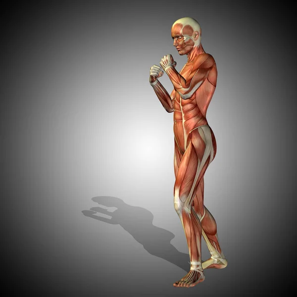 Human anatomy body with muscles