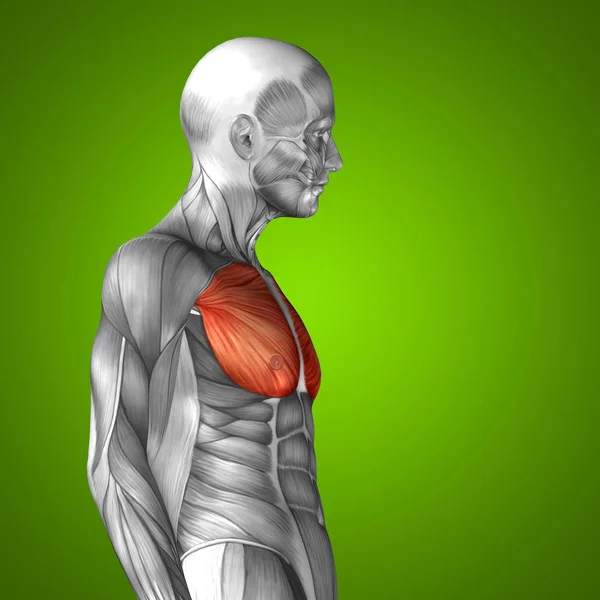 Anatomia del torace umano — Foto Stock