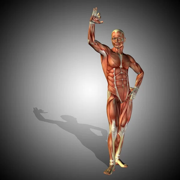 Corpo de anatomia humana com músculos — Fotografia de Stock