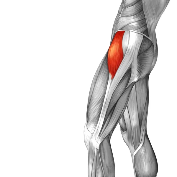 Ilustración anatomía de la parte superior de la pierna humana — Foto de Stock
