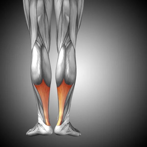 図低脚解剖 — ストック写真