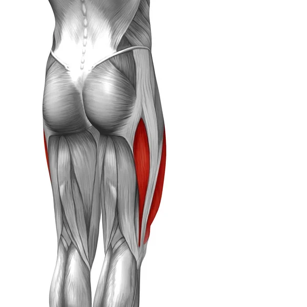 Anatomie lidské stehno ilustrace — Stock fotografie