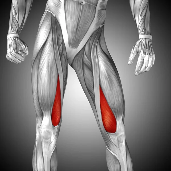 Ілюстрація анатомії верхньої ноги людини — стокове фото