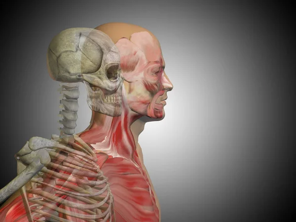 human chest anatomy