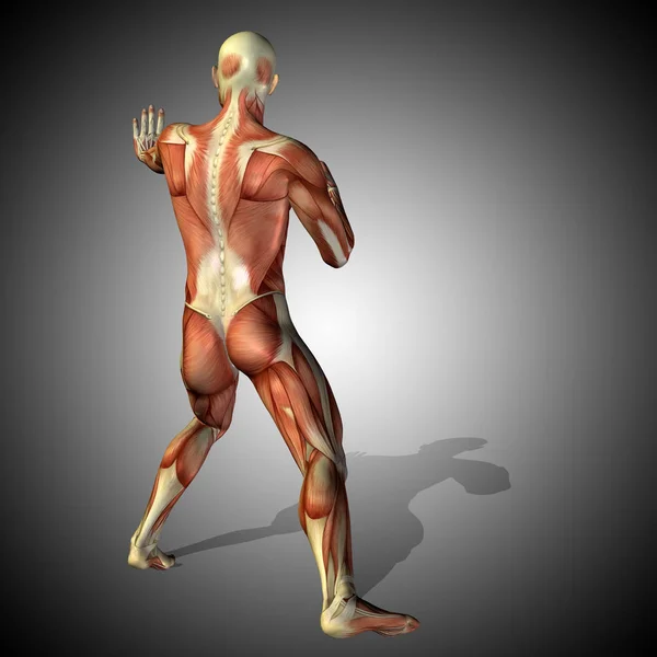 Tubuh anatomi manusia dengan otot — Stok Foto