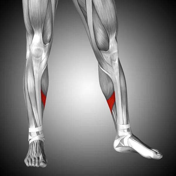 Ilustração anatomia da perna inferior humana — Fotografia de Stock