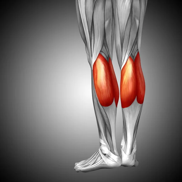 Иллюстрация анатомии нижней ноги человека — стоковое фото