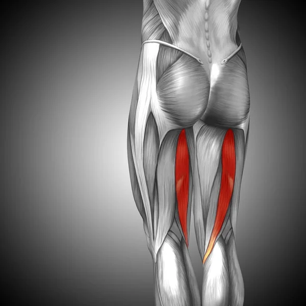 Ilustração anatomia humana da perna superior — Fotografia de Stock