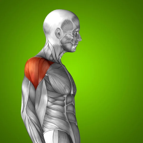 human chest anatomy