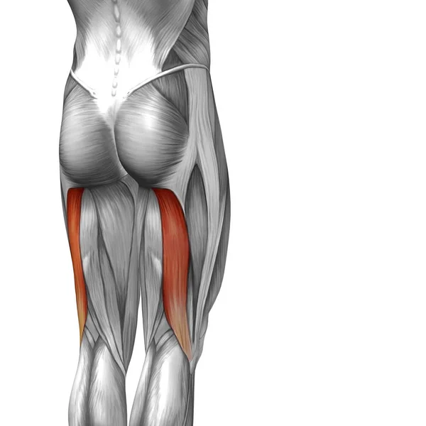 Illustrazione anatomia della parte superiore della gamba umana — Foto Stock