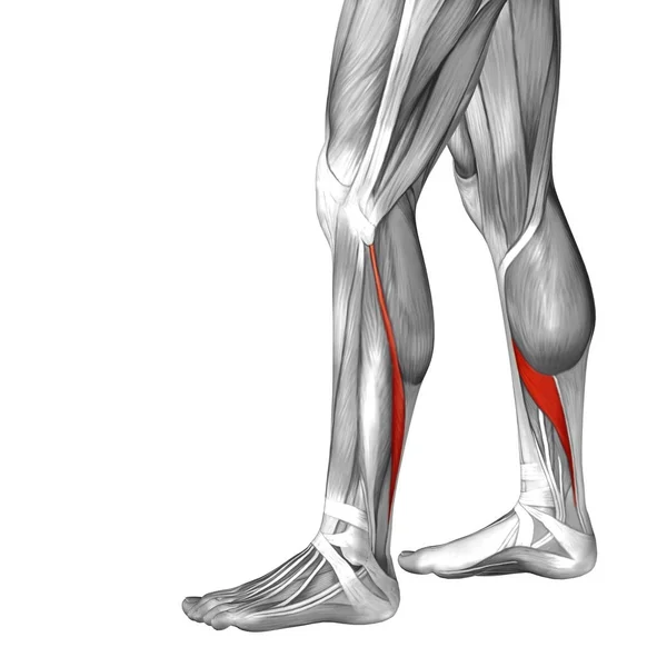 Anatomie spodní nohu ilustrace — Stock fotografie