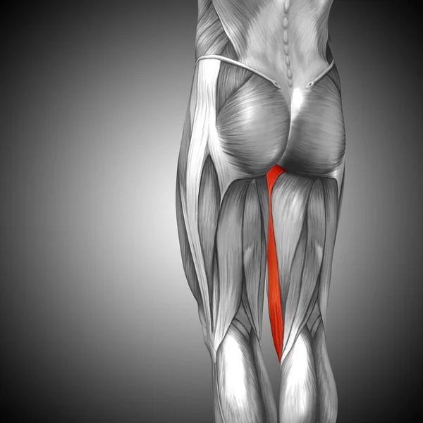 Ilustração anatomia humana da perna superior — Fotografia de Stock