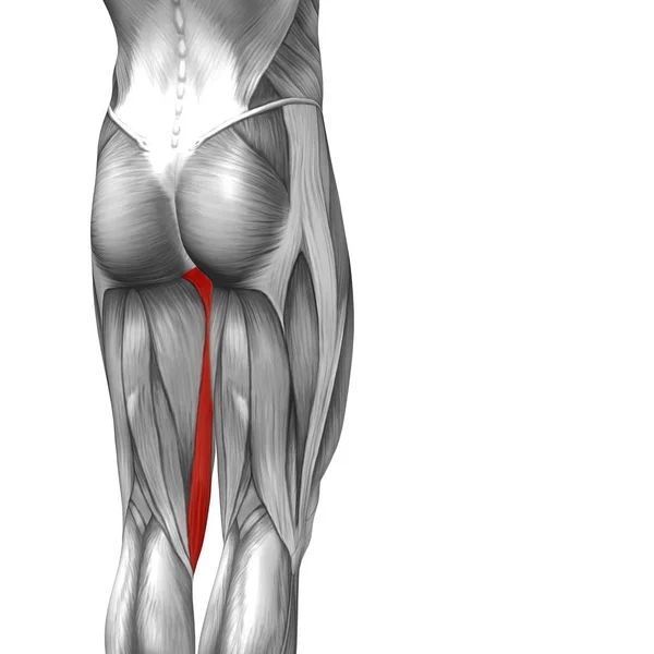 Ілюстрація анатомії верхньої ноги людини — стокове фото