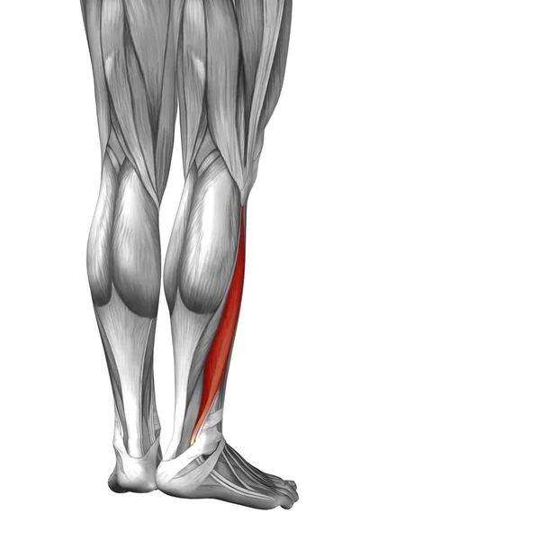 Ilustracja anatomii człowieka nóg niższe — Zdjęcie stockowe