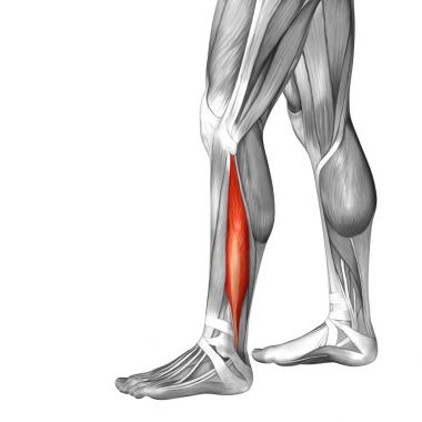  illüstrasyon insan alt bacak anatomisi 