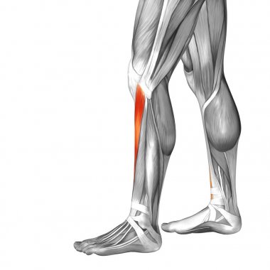  illüstrasyon insan alt bacak anatomisi 