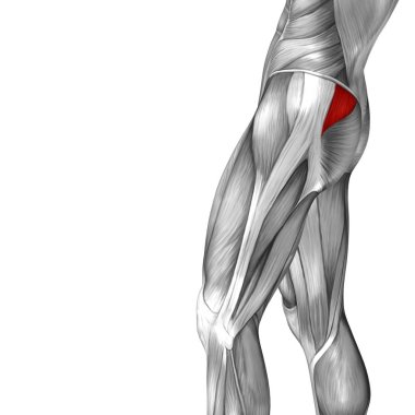  illüstrasyon insan üst bacak anatomisi