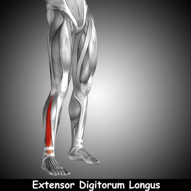 illüstrasyon insan alt bacak anatomisi 