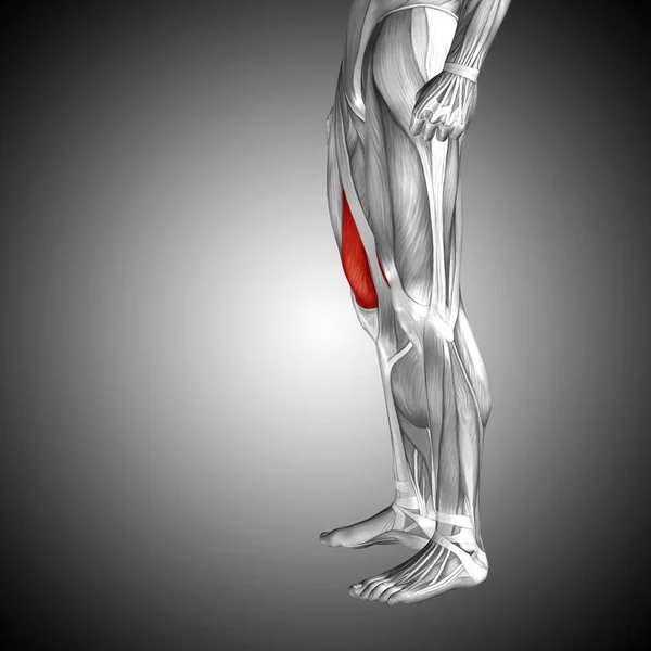 Ilustração anatomia humana da perna superior — Fotografia de Stock