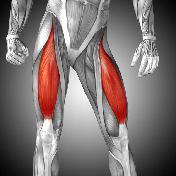 说明人类大腿解剖 — 图库照片
