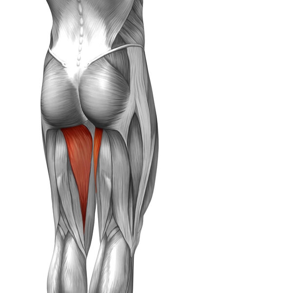  Иллюстрация анатомии верхней ноги человека
