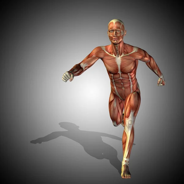 Cuerpo de anatomía humana con los músculos — Foto de Stock